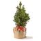 Mini kerstboom - Topgiving